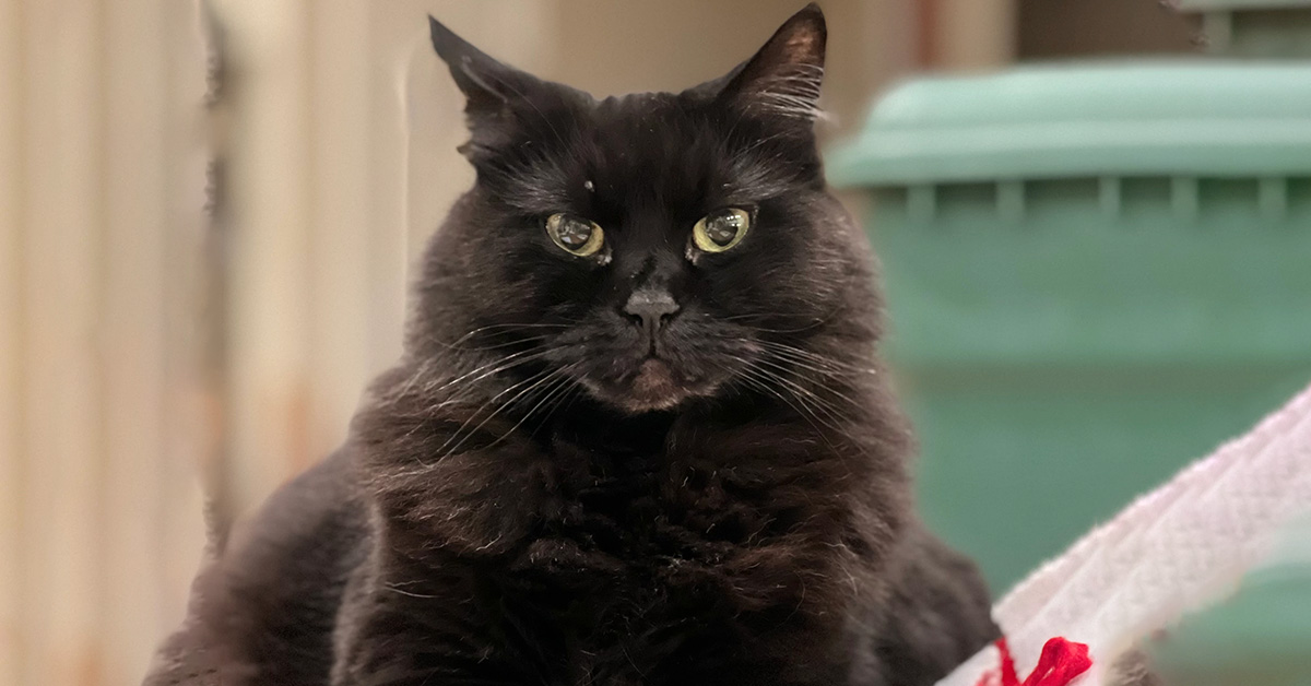 Navigating My Own Cat's Hospice Care