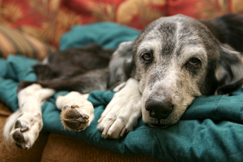 Home Improvements for Elderly Pets 