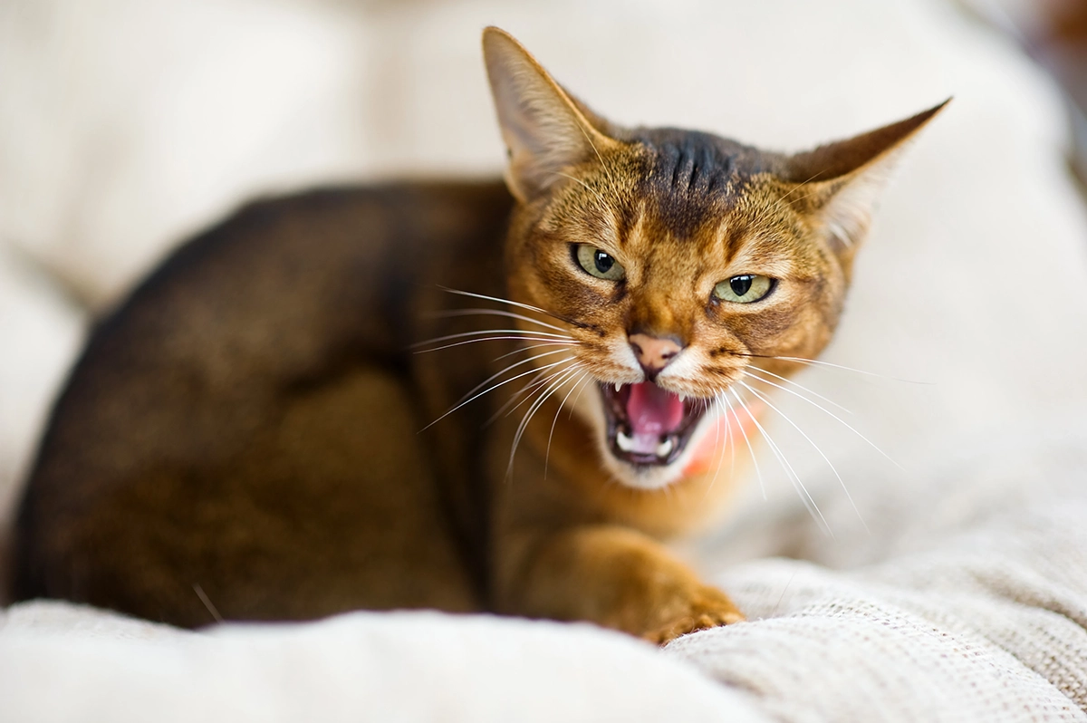 My Cat is A Pain, I mean IN Pain