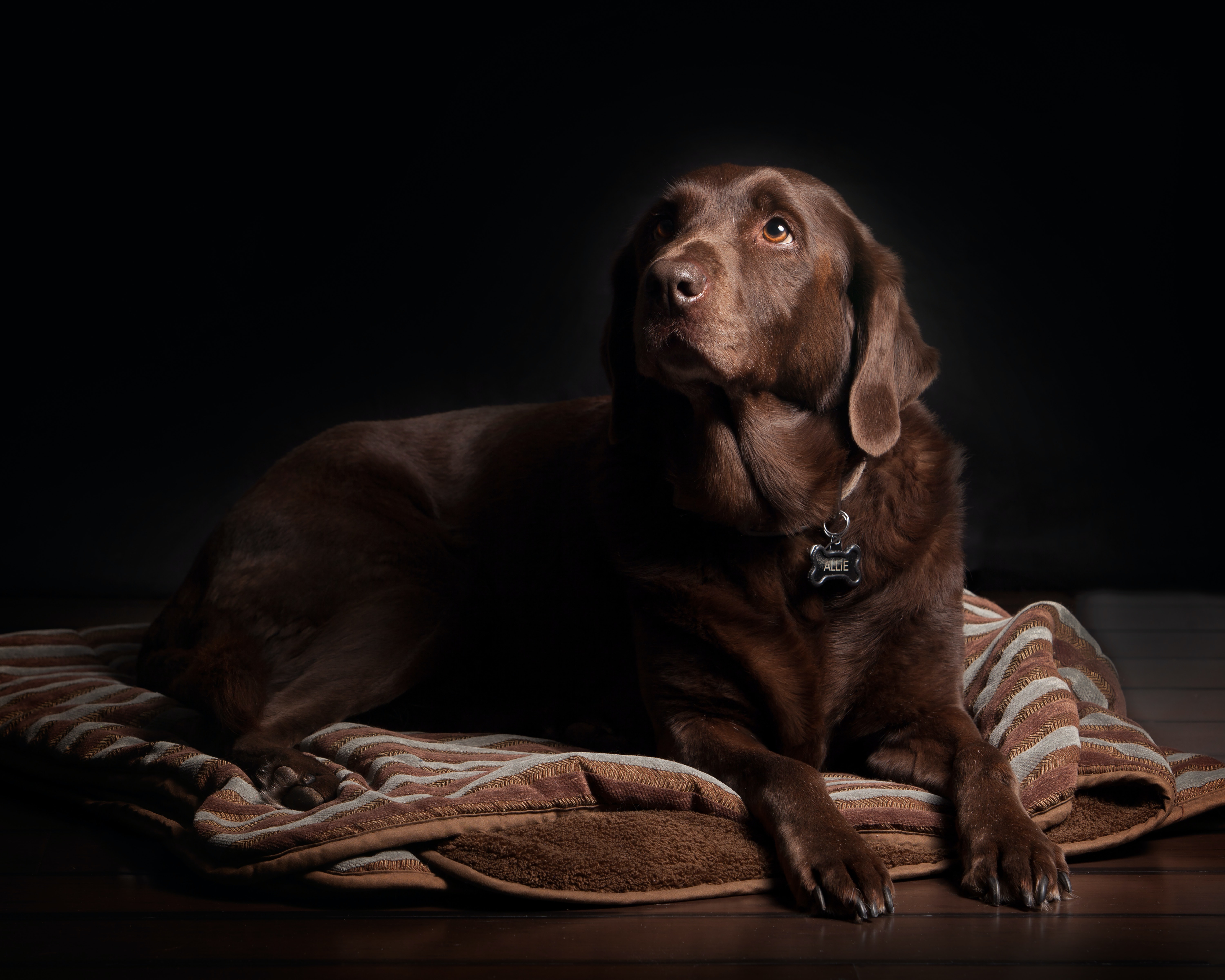 chocolate lab on pet bed blanket