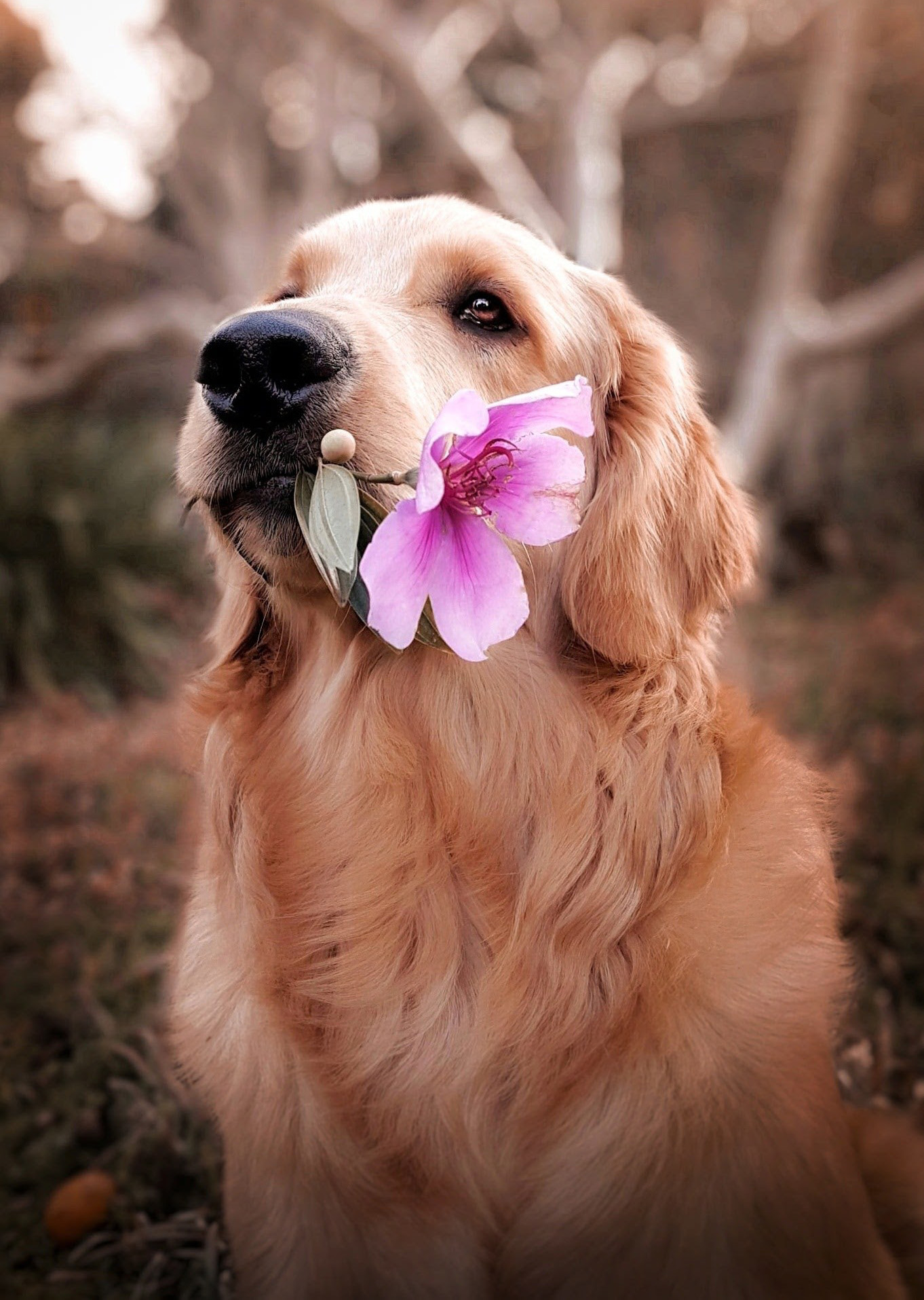 Dog with pink flower in mouth