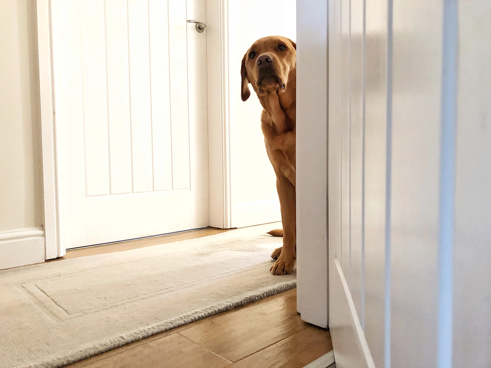 Why Does My Dog Pace at Night?