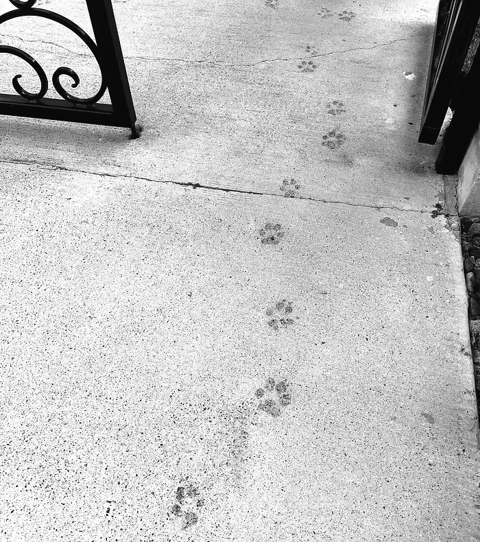 pawprints